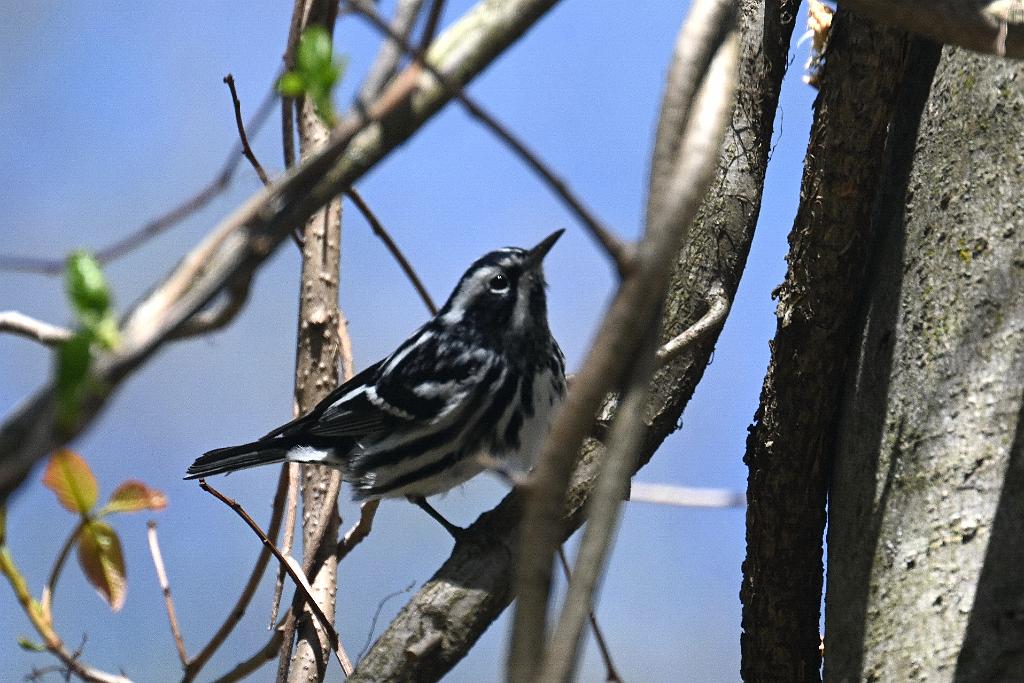 Warbler, Black-and-white, 2025-04306751 Broad Meadow Brook, MA.JPG - Black-and-white Warbler. Broad Meadow Brook Wildlife Sanctuary, MA, 4-30-2025